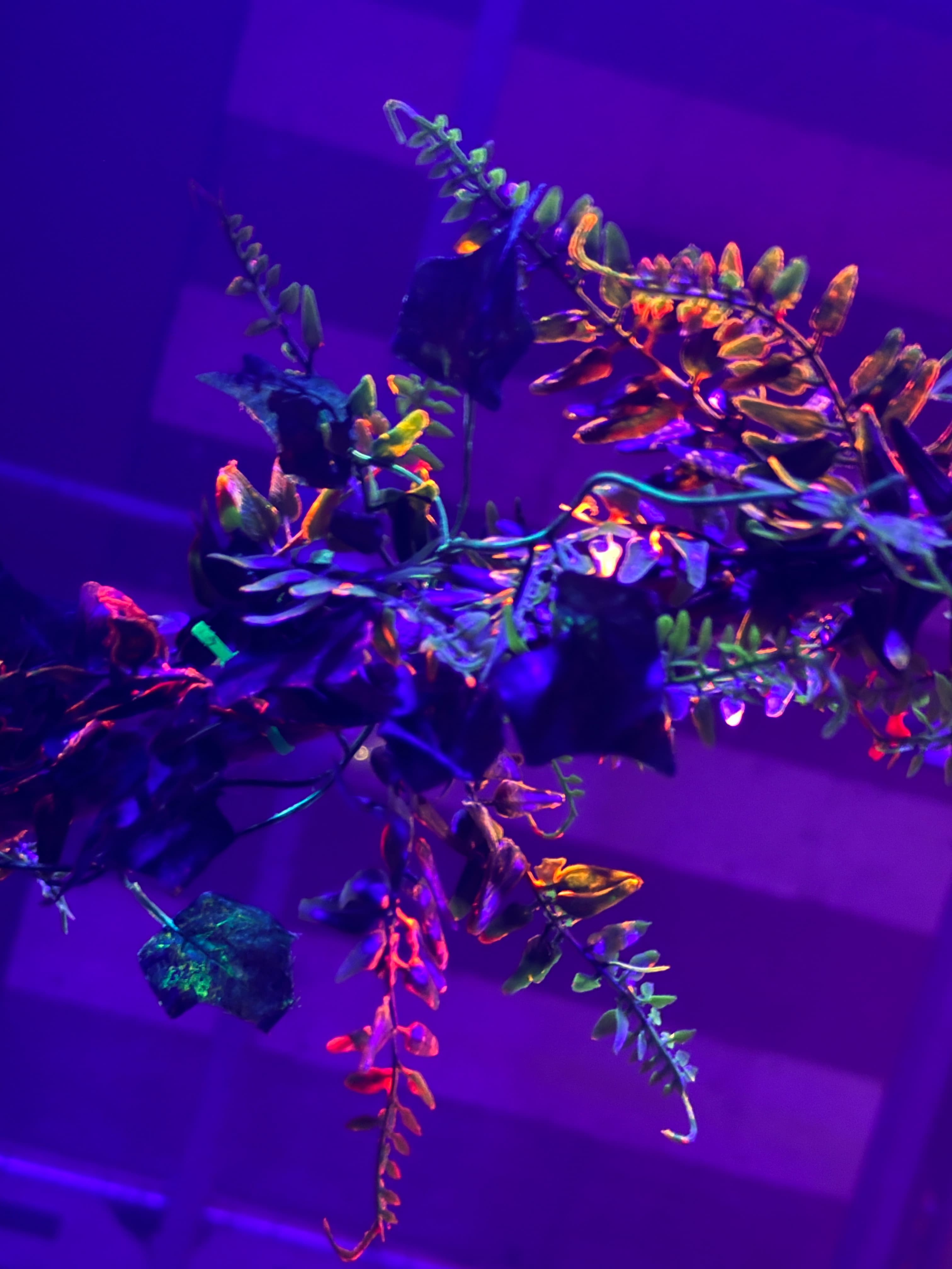 Tohuwabohu event decoration 23