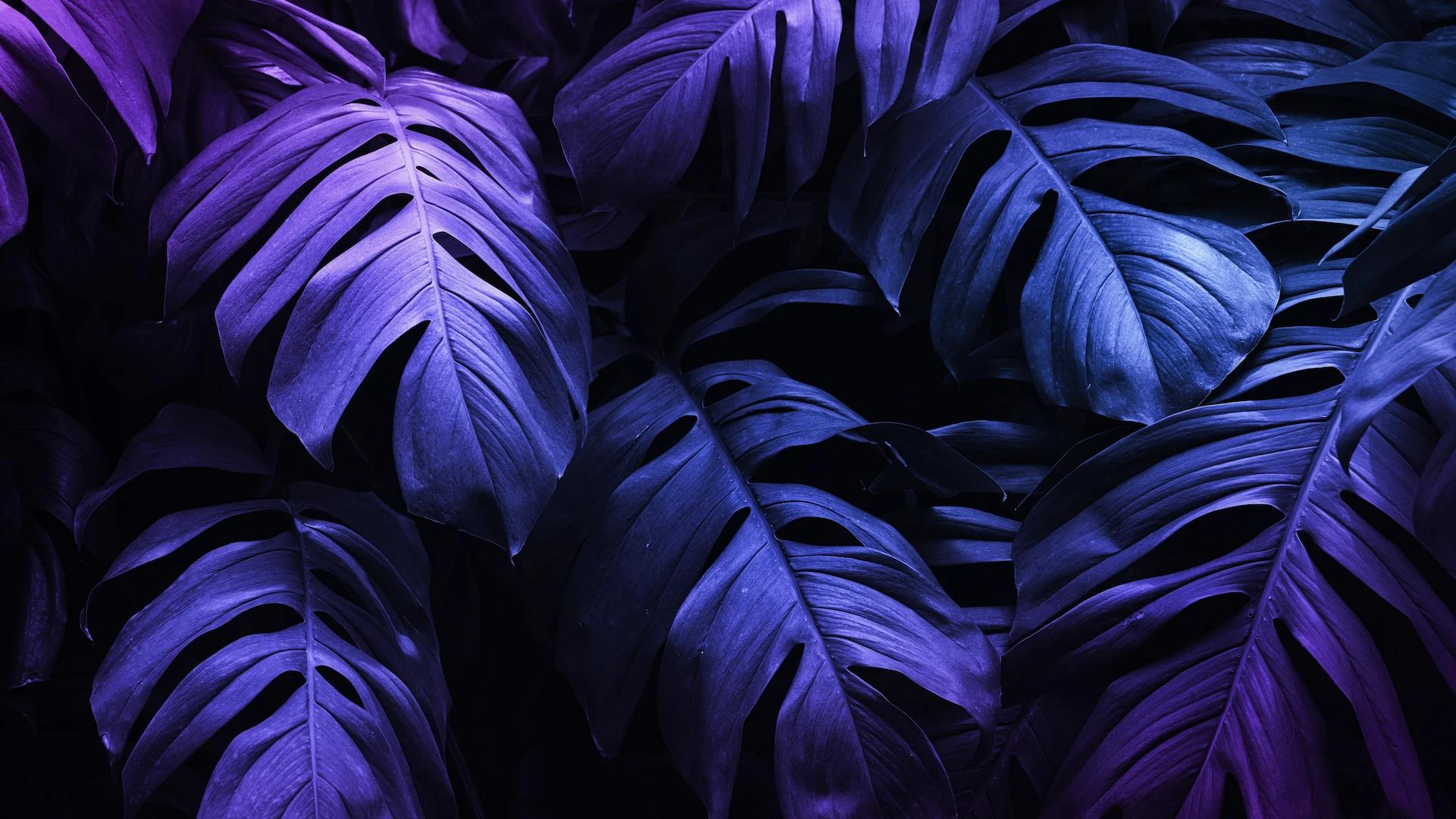 Monstera background image